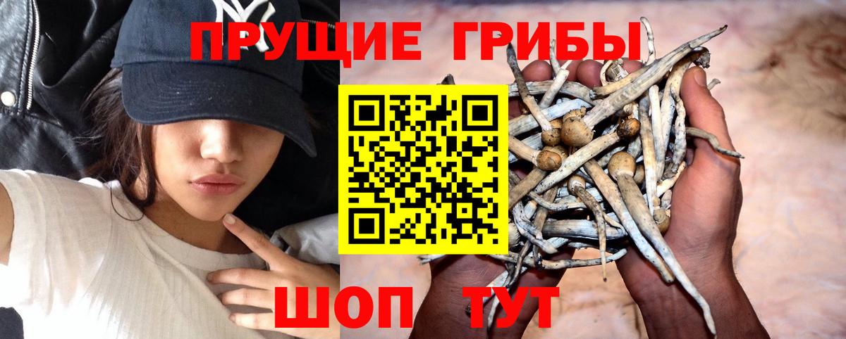 Псилоцибиновые грибы Cubensis Верхний Уфалей
